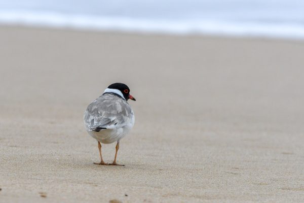 CAROLE-HOODED-PLOVERS120