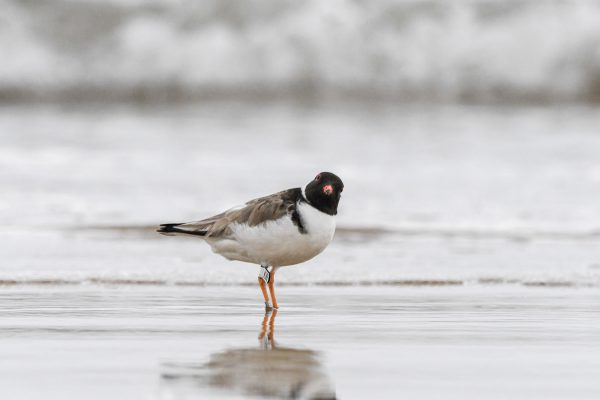 CAROLE-HOODED-PLOVERS61