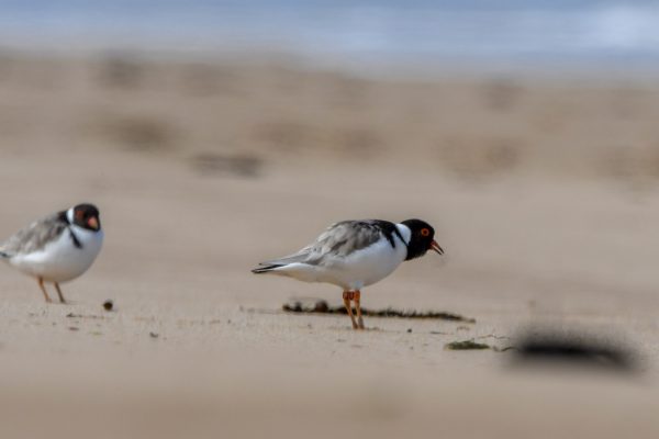 CAROLE-HOODED-PLOVERS8