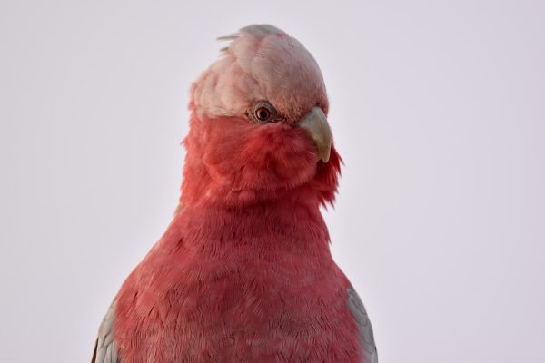 CAROLE-BIRD-PHOTOS214