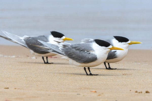 Gulls-and-terns-carole-photos-16