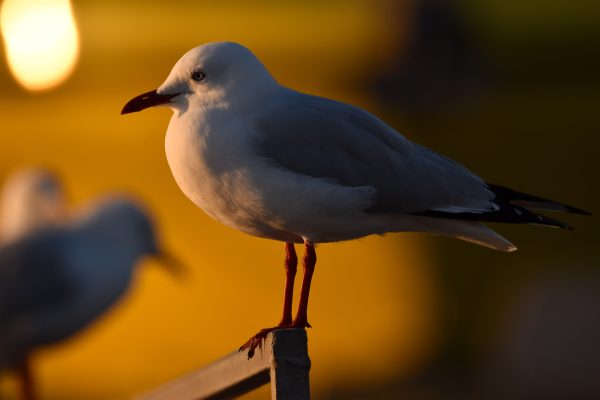 Gulls-and-terns-carole-photos-30