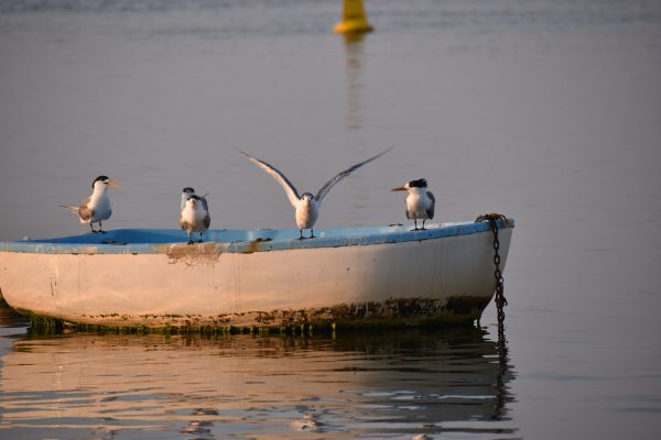 Gulls-and-terns-carole-photos-40